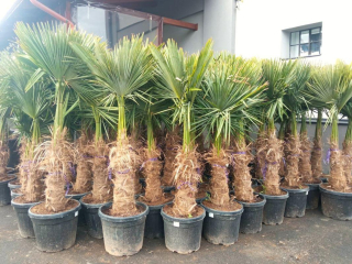 Trachycarpus fortunei 170 cm, kmen 60+ cm