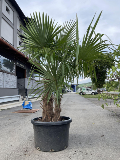 Trachycarpus fortunei - dvojkmen