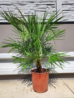 Chamaerops humilis, 110-120 cm
