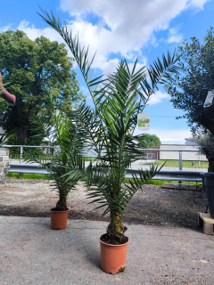 Phoenix canariensis, 140-160 cm