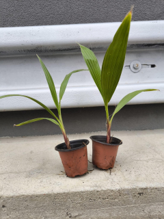 Washingtonia robusta, sazenice
